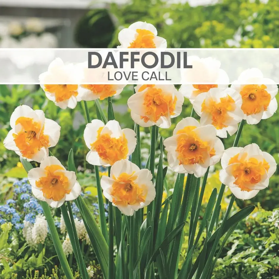 Daffodil Love Call