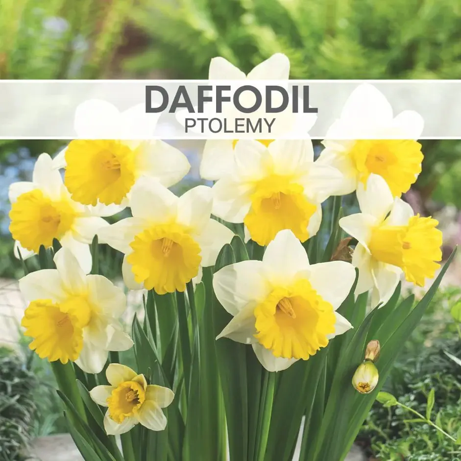 Daffodil Ptolemy