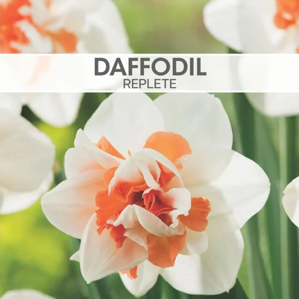 Daffodil Replete