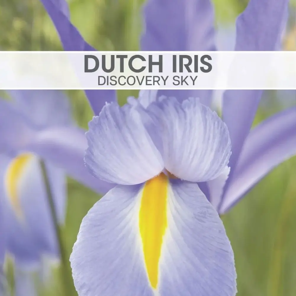 Dutch Iris Discovery Sky