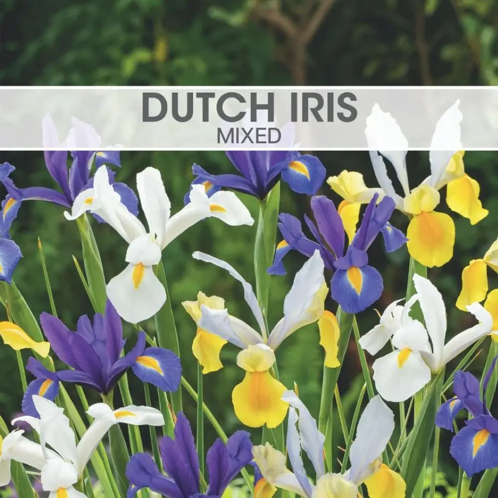 Dutch Iris Mixed 