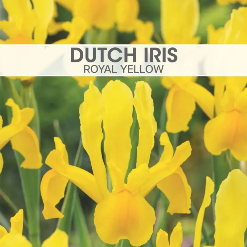 Dutch Iris Royal Yellow