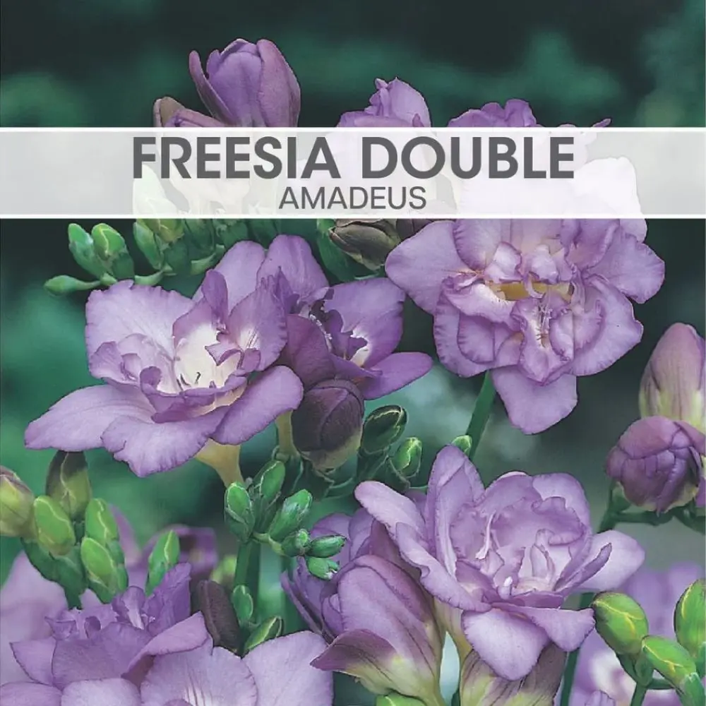 Freesia Double Amadeus