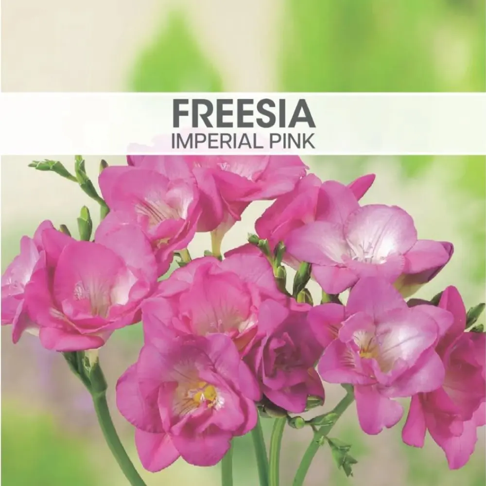 Freesia Imperial Pink