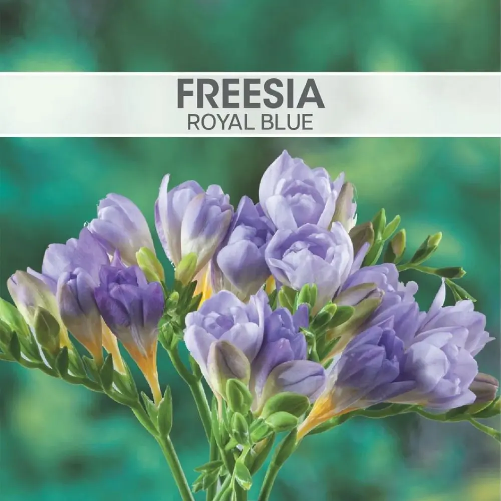 Freesia Royal Blue