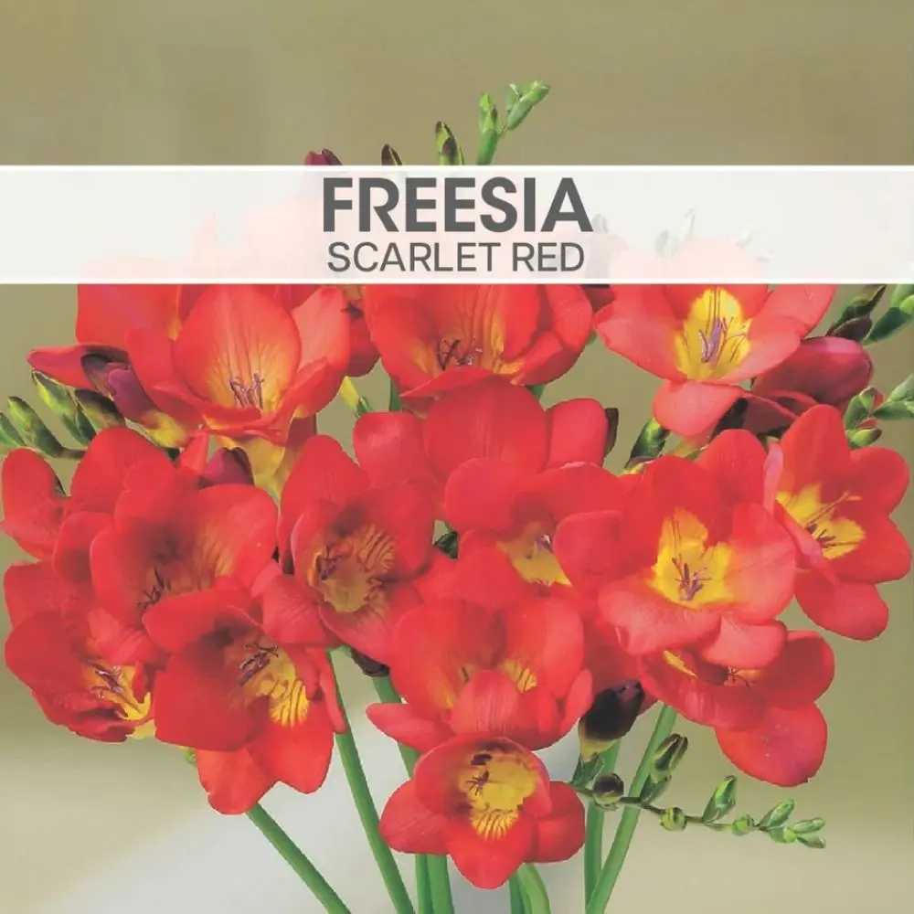 Freesia Scarlet Red