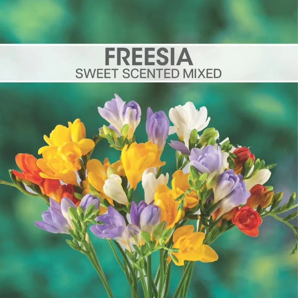 Freesia Sweet Scented Mix