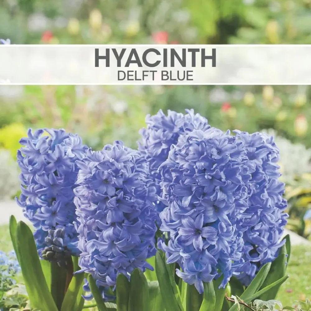 Hyacinth Delft Blue