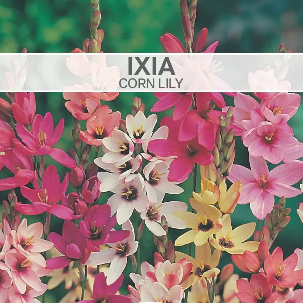 Ixia Corn Lily