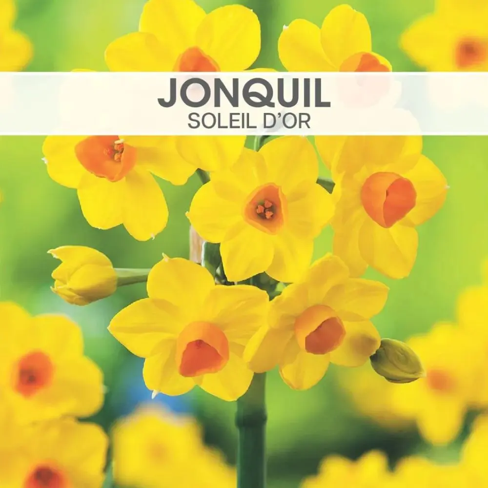 Jonquil Soleil d 'Or