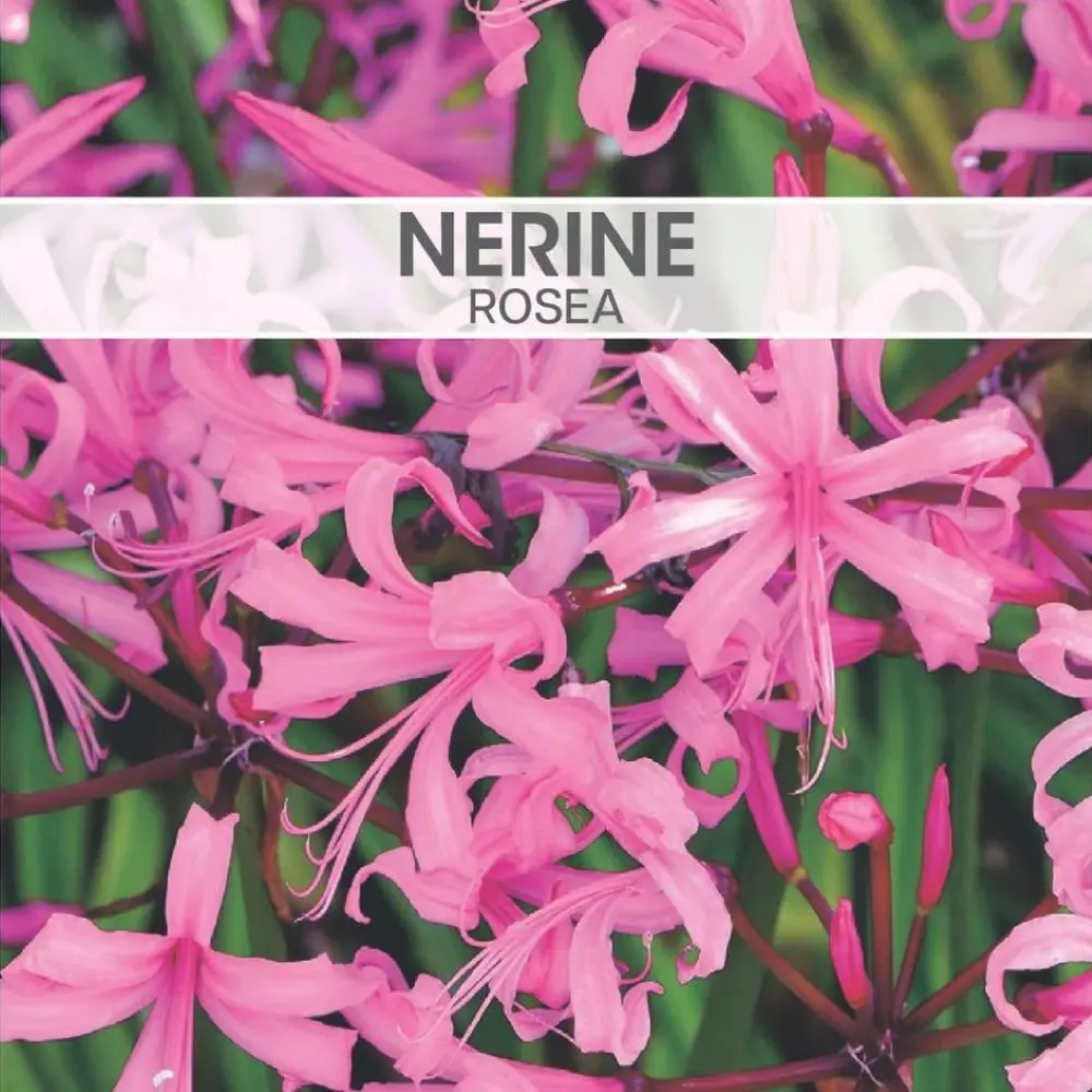 Nerine Rosea