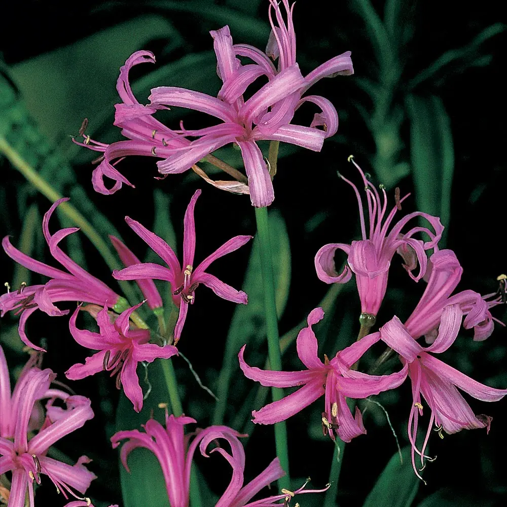 Nerine Winter Cheer