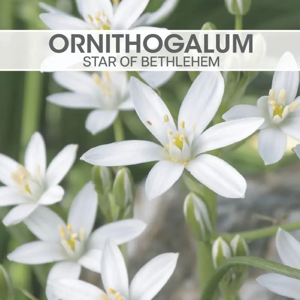 Ornithogalum Star of Bethlehem