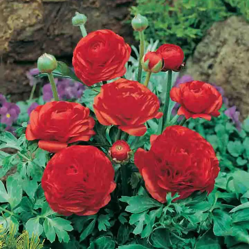 Ranunculus Red Chief 