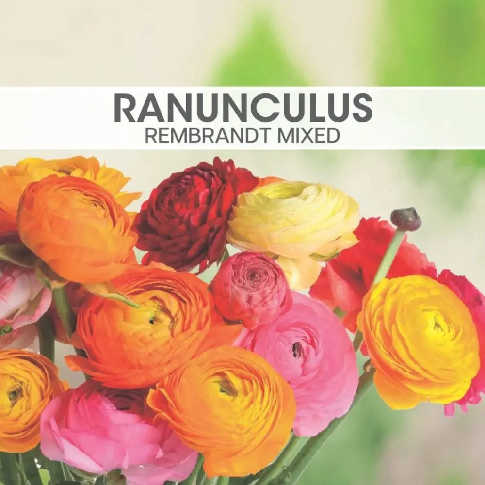 Ranunculus Rembrandt Mixed