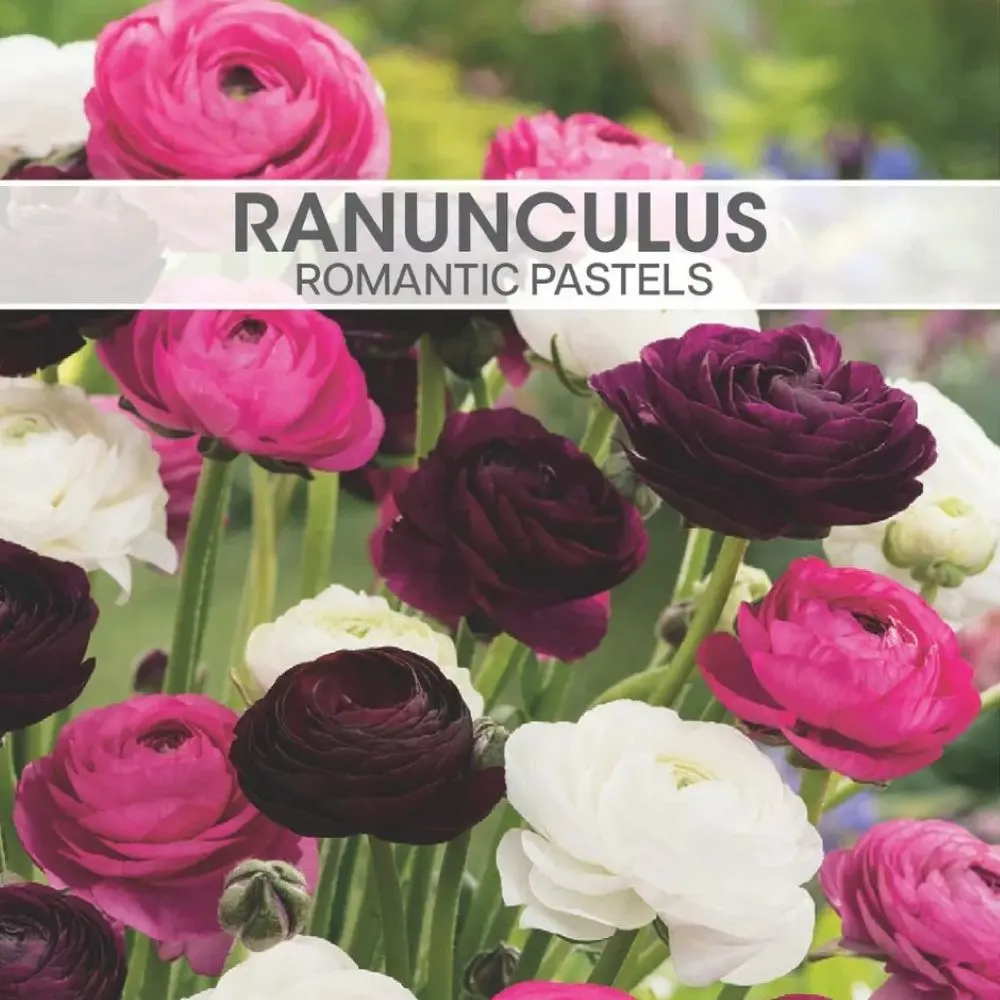 Ranunculus Romantic Pastels