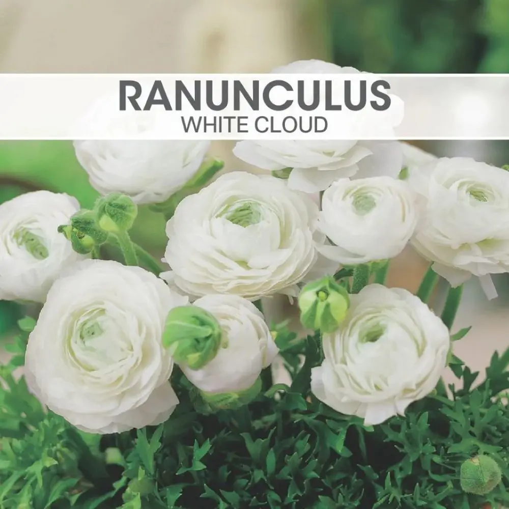 Ranunculus White Cloud