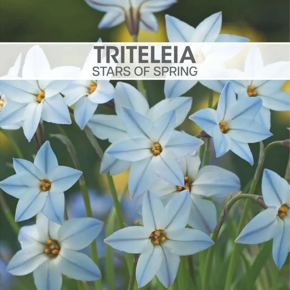 Triteleia Stars of Spring