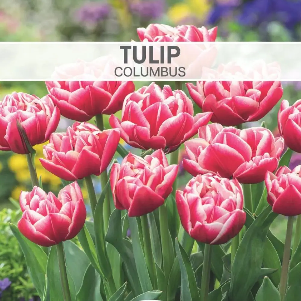 Tulip Columbus