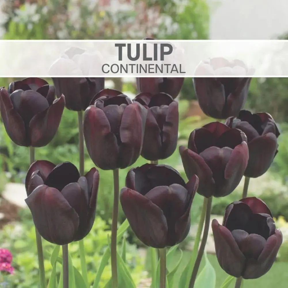 Tulip Continental