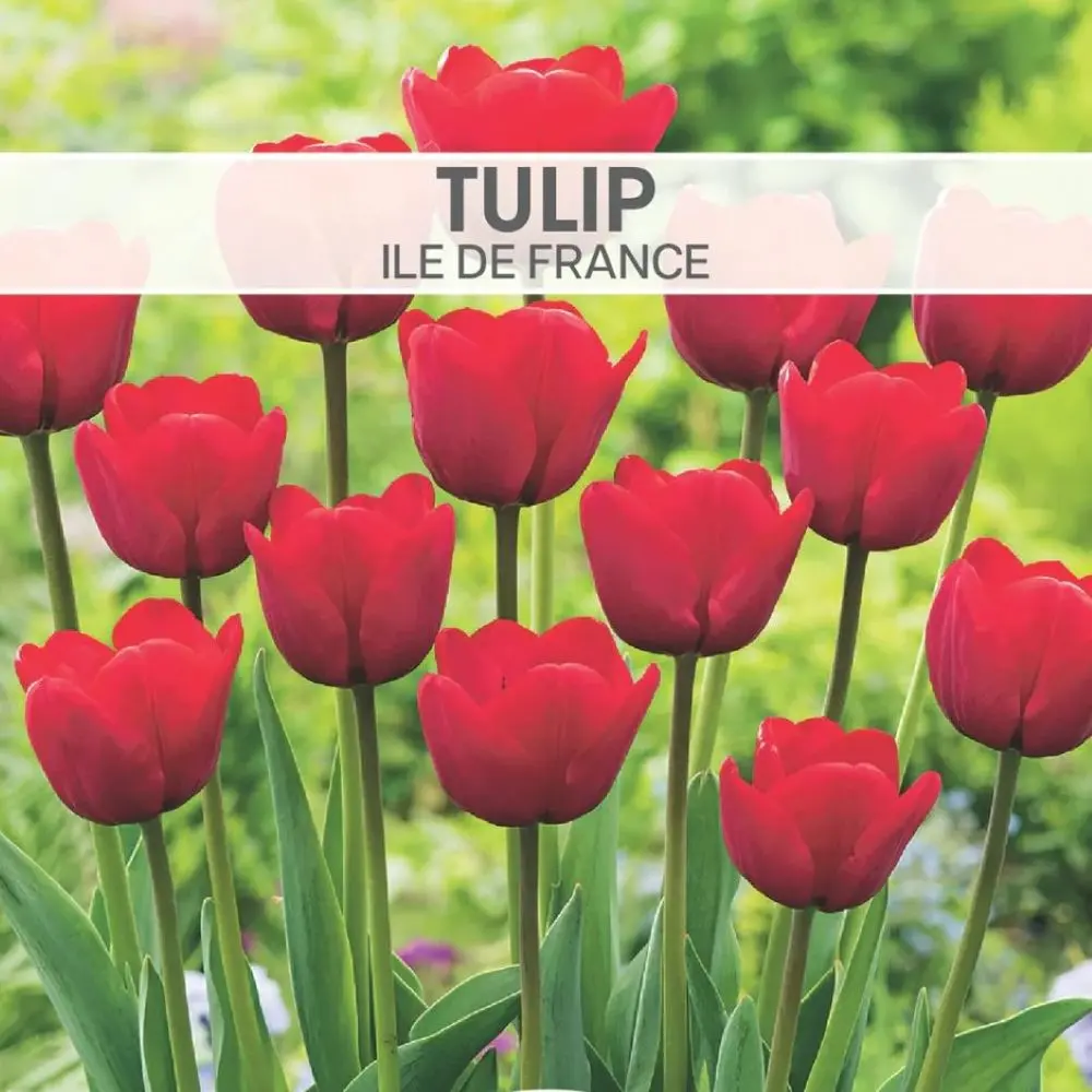 Tulip Ile de France