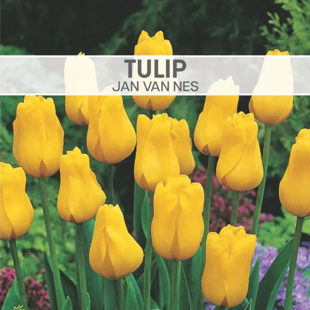 Tulip Jan Van Nes