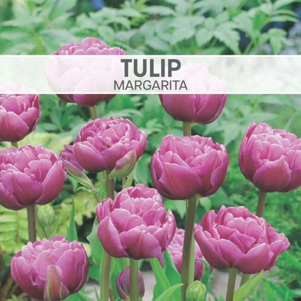 Tulip Double Margarita