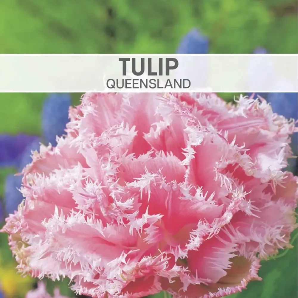 Tulip Queensland