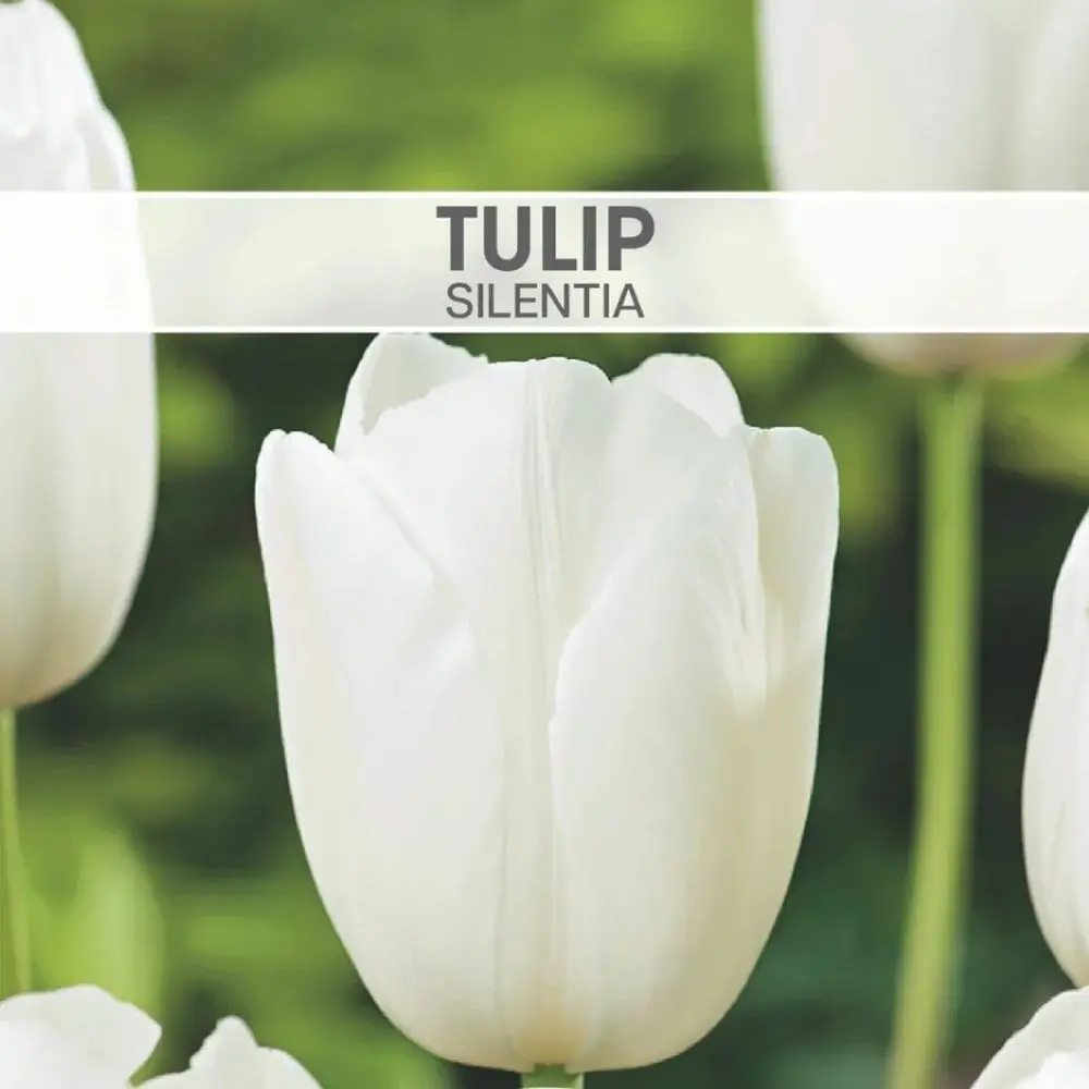 Tulip Silentia