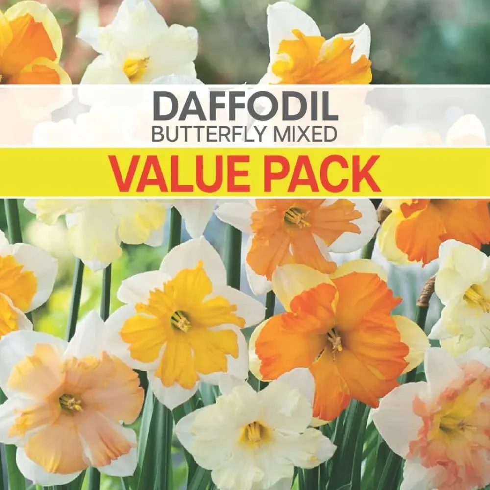 Daffodil Butterfly Mixed Value Pack