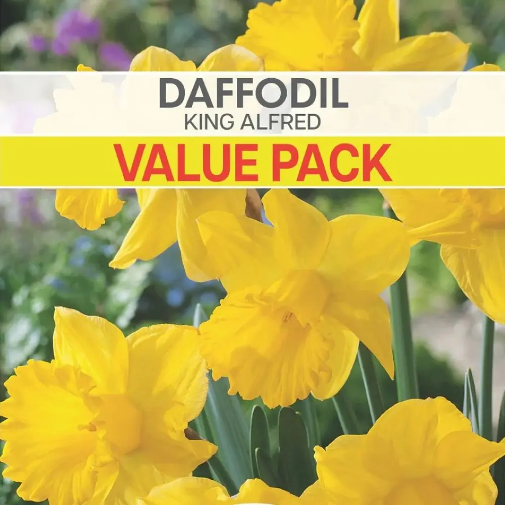 Daffodil King Alfred Value Pack