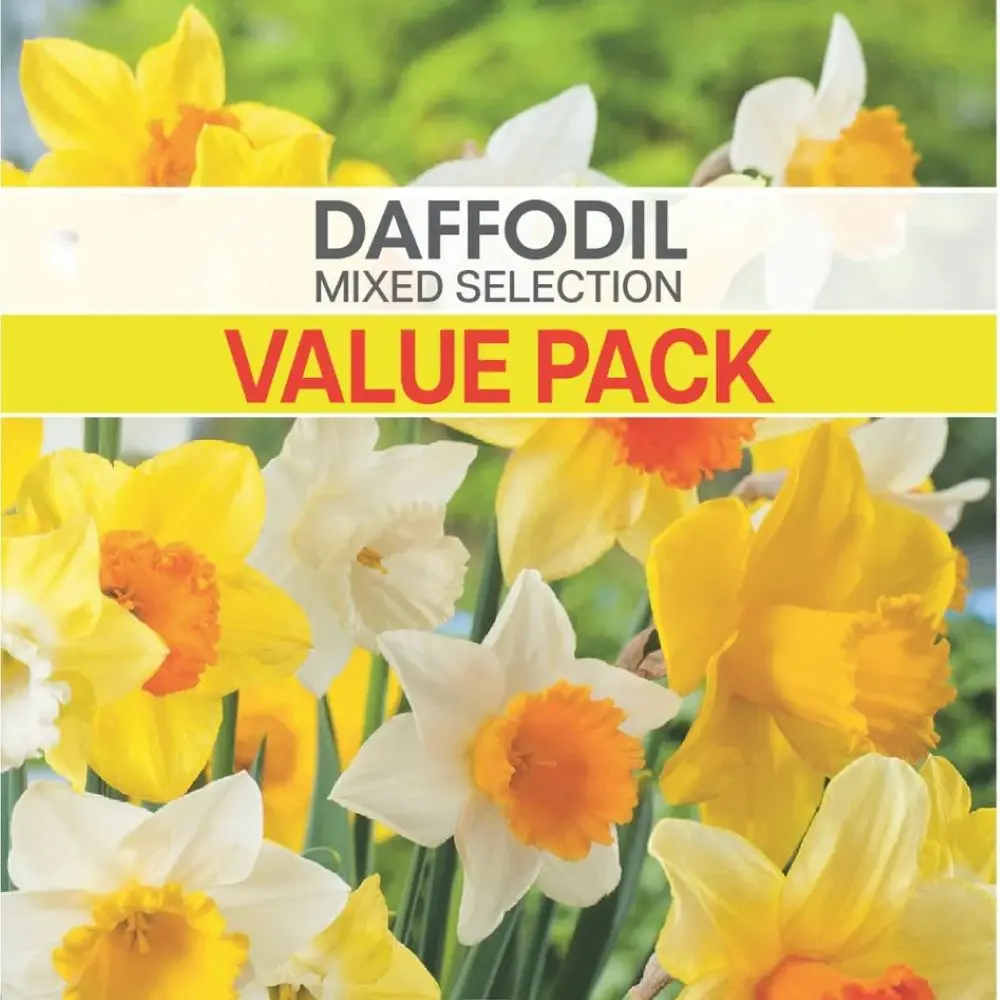 Daffodil Mixed Value Pack