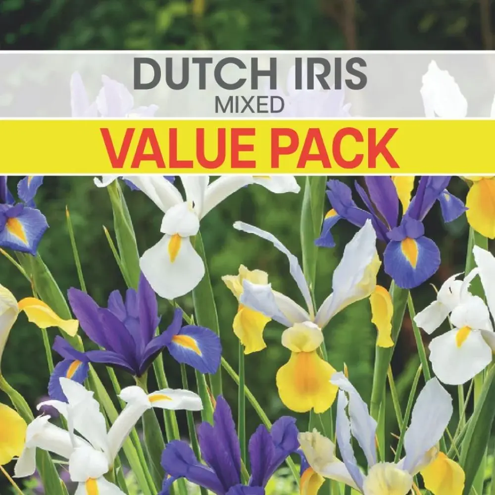 Dutch Iris Mixed Bulbs Value Pack