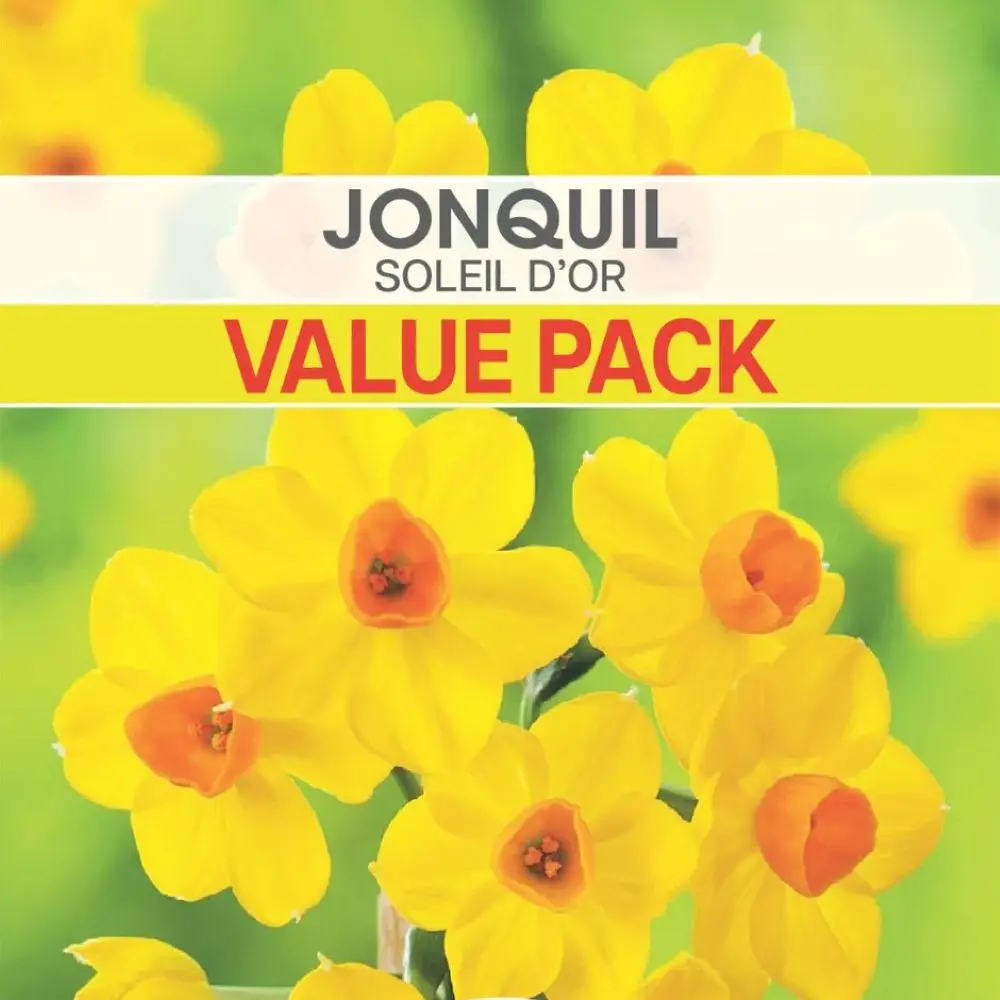 Jonquil Soleil d'Or Value Pack