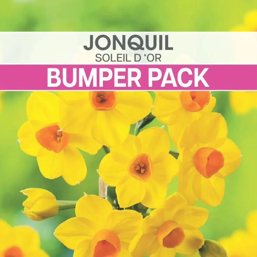 Jonquil Soleil d 'Or Bulbs (Bumper Bargain Pack)