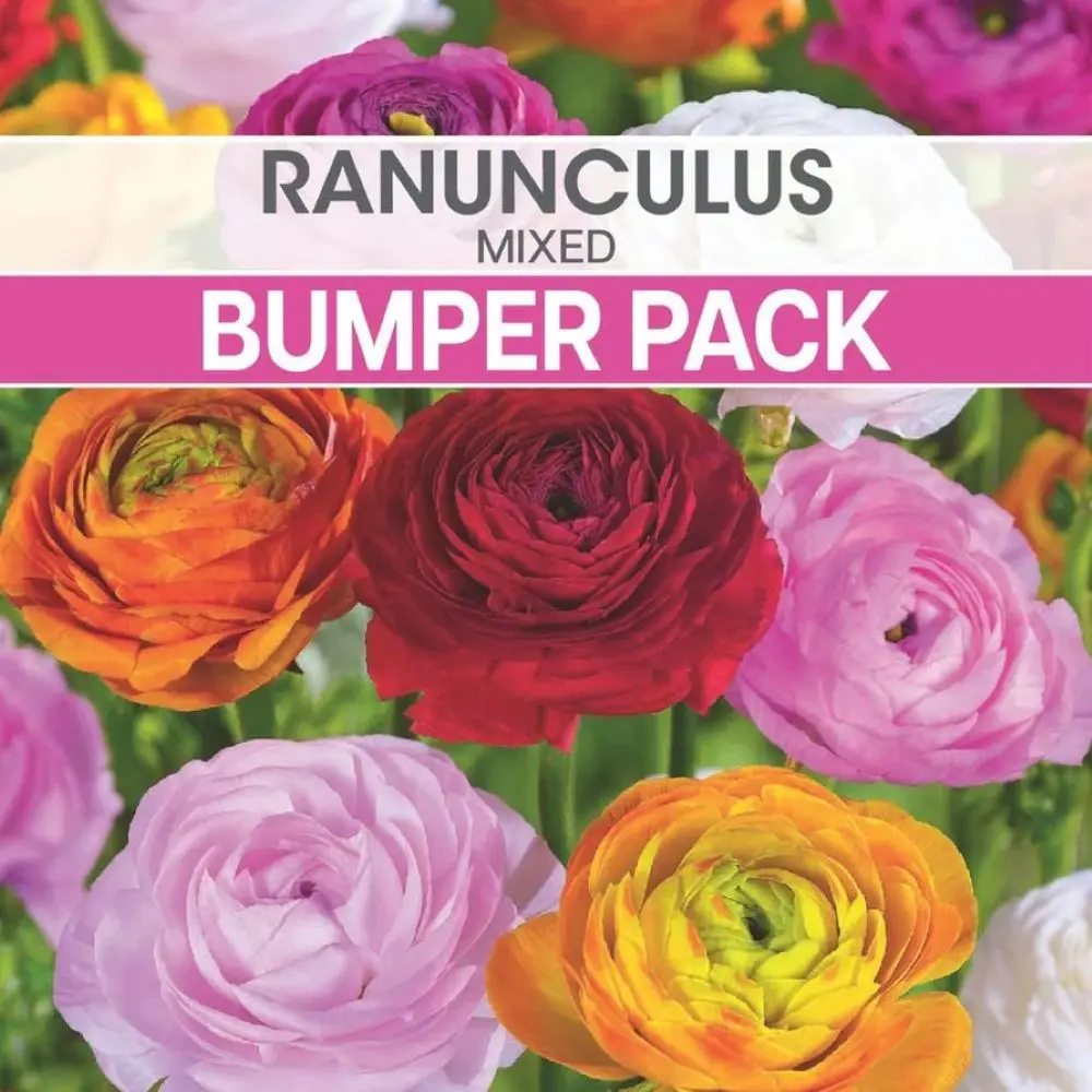 Ranunculus Mixed Bulbs (Bumper Pack)