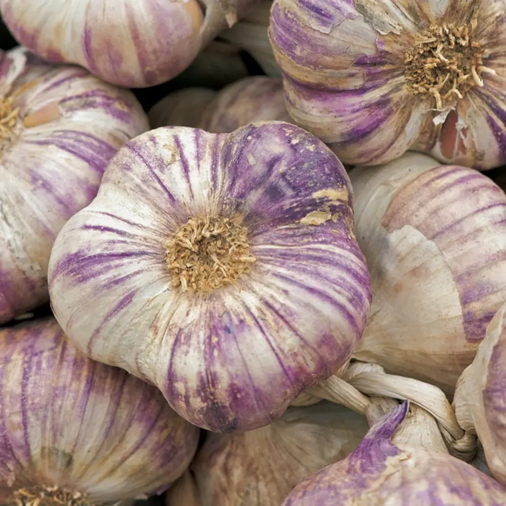 Garlic Purple Splendour