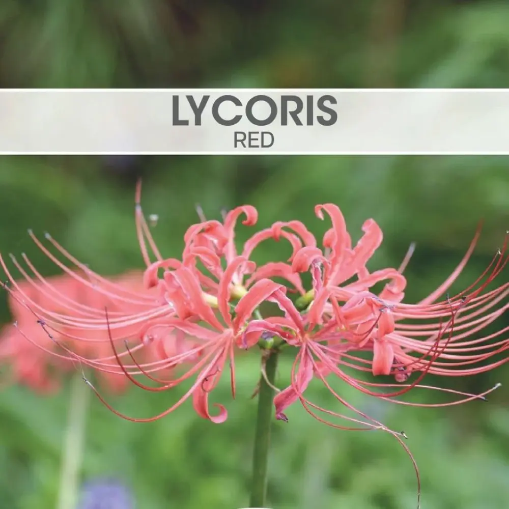 Lycoris Red