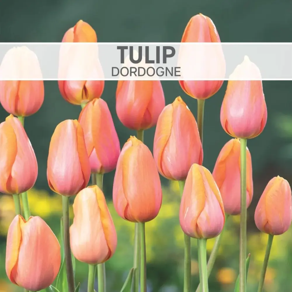 Tulip Dordogne