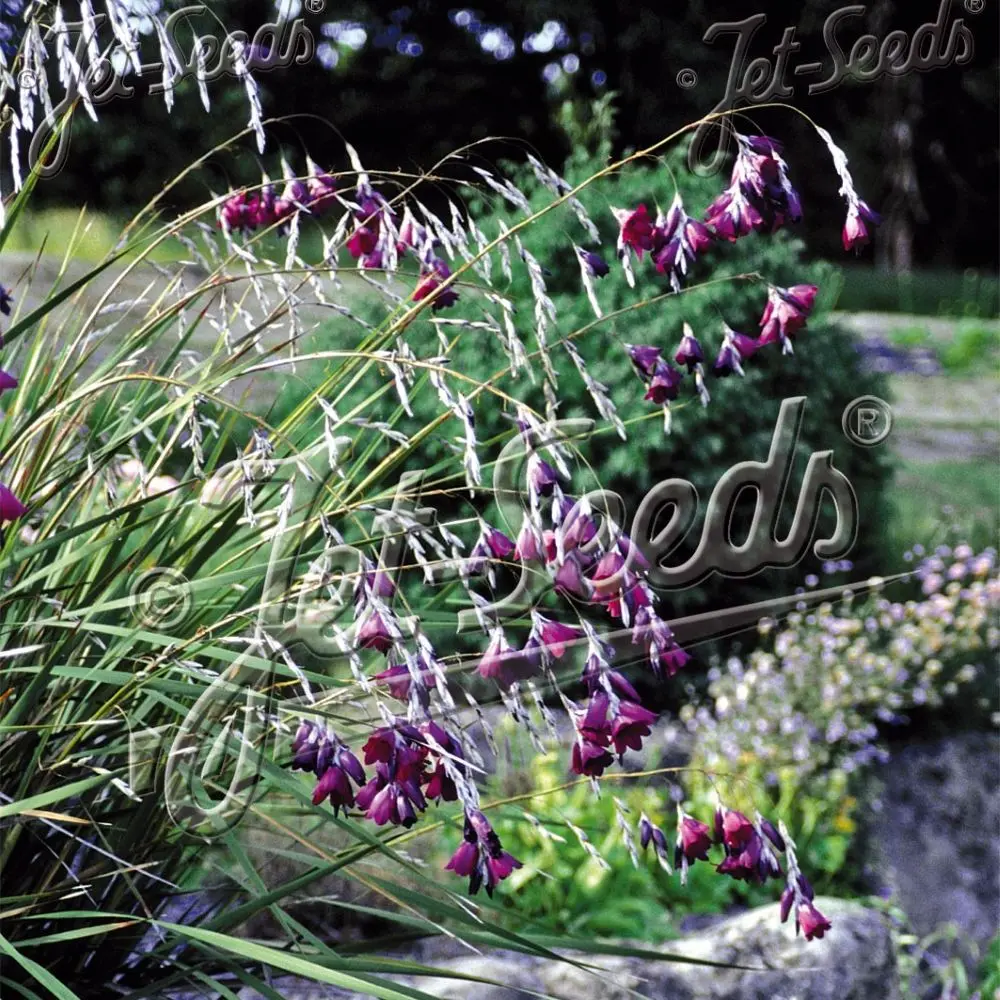 dierama-pulcherrimum-dark-cerise-angel-fishing-rods-perennialle-plants