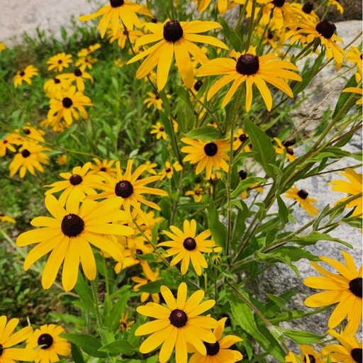 [1956] Rudbeckia fulgida deamii - Black Eyed Susan