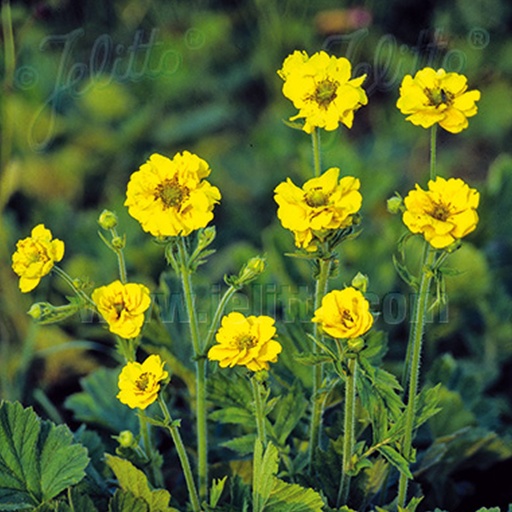 [2827] Geum chiloense - 'Gold Ball'