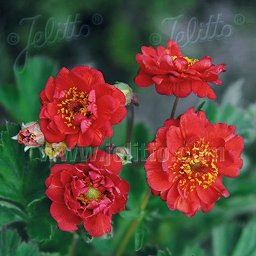 [2828] Geum chiloense 'Blazing Sunset'