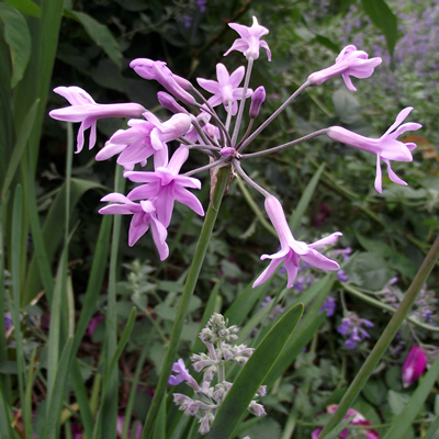 [P_171] Tulbaghia violacea - Society Garlic