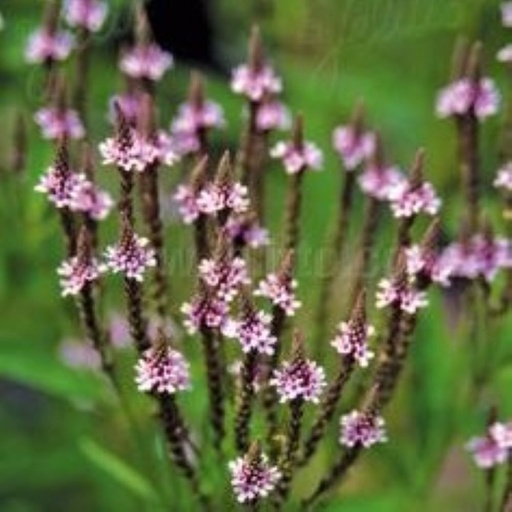 [67468] Verbena hastata "Pink Spires'