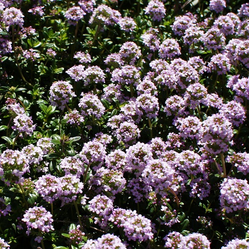 [P_147] Thymus longicaulis - Mediterranean Creeping Thyme