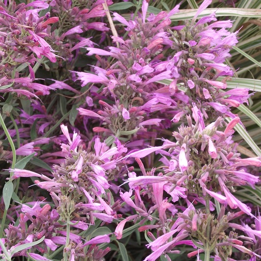 [P_21] Agastache 'Sweet Lili'