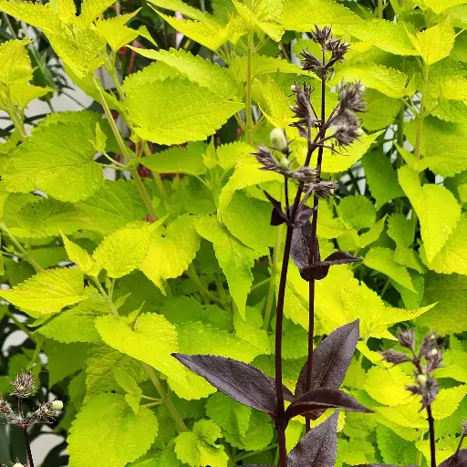 [P_17] Agastache foenelicum - Golden Jubilee