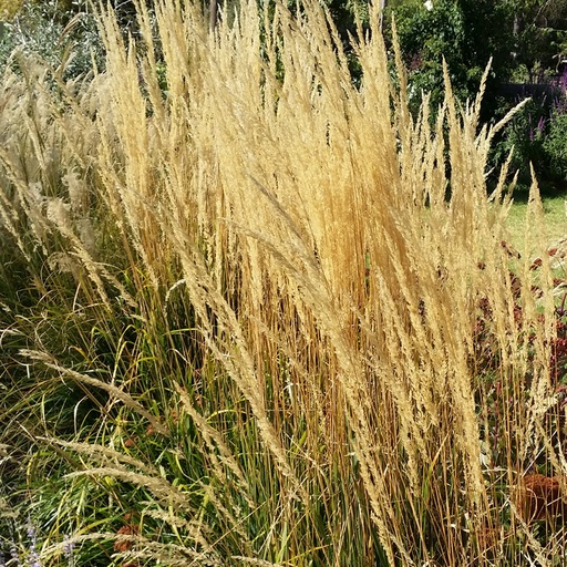 [P_161] Calamagrostis x acutiflora 'Karl Foerster' - Reed Feather Grass