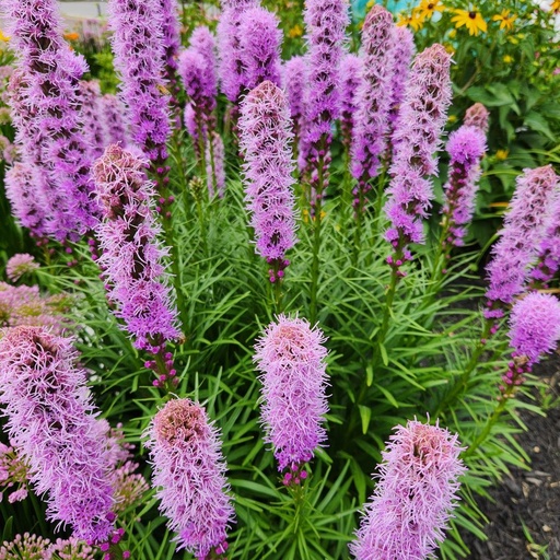 [P_357] Liatris spicata - Floristan Violet Blazing Star